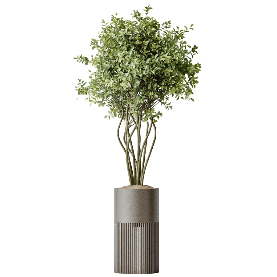 AV Indoor Plants Set 488 Olive Eucalyptus and Lady Palm and Giant Monstera and Orange Calamondin Tree Image 1