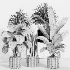 Indoor Plant Collection 006 - Thumbnail 3
