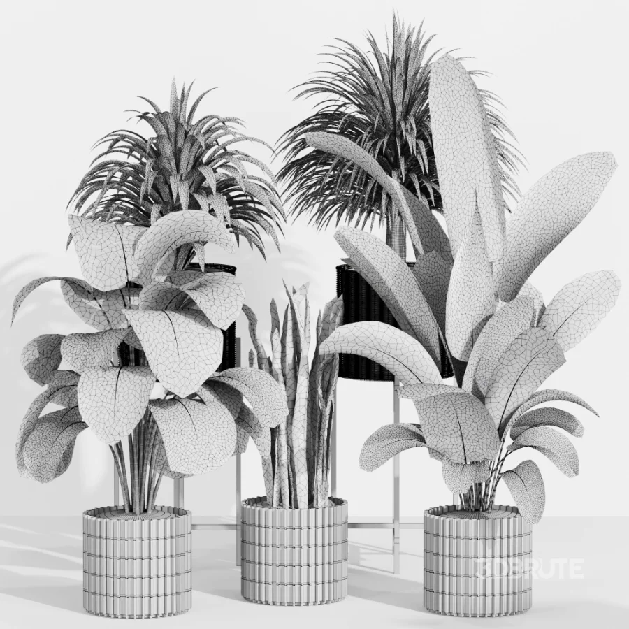Indoor Plant Collection 006 Image 3