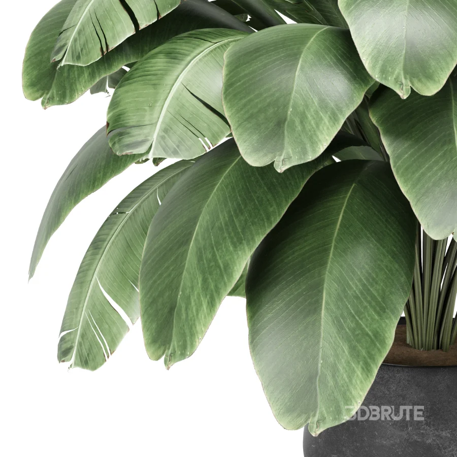 Strelitzia nicolai plant Image 7