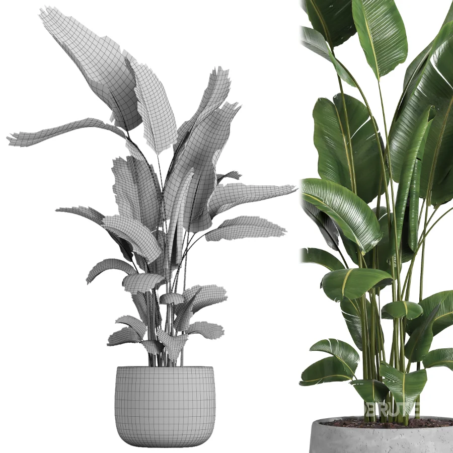 indoor plant 057 Image 4