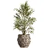 AV Indoor Plants Set 474 Areca Palm and Chemlali Olive and Ravenala Banana and Dracaena Lime Cane and Ficus Cyathistipula - Thumbnail 2