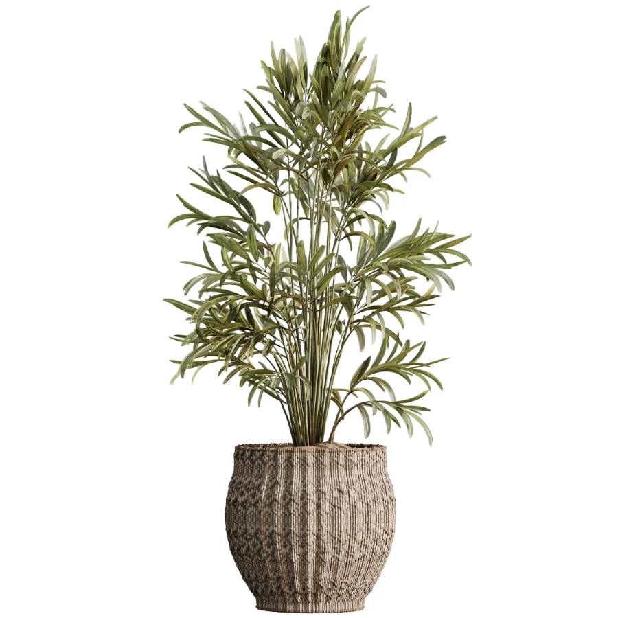 AV Indoor Plants Set 474 Areca Palm and Chemlali Olive and Ravenala Banana and Dracaena Lime Cane and Ficus Cyathistipula Image 2