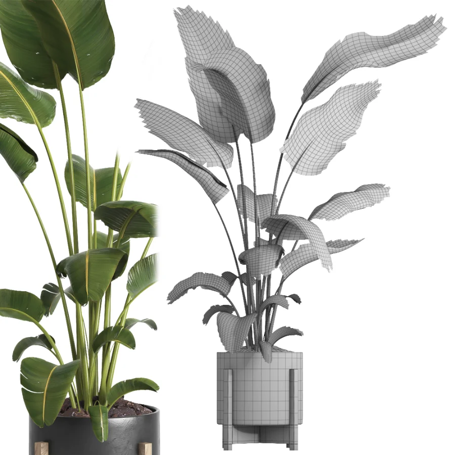indoor plant 065 Image 5