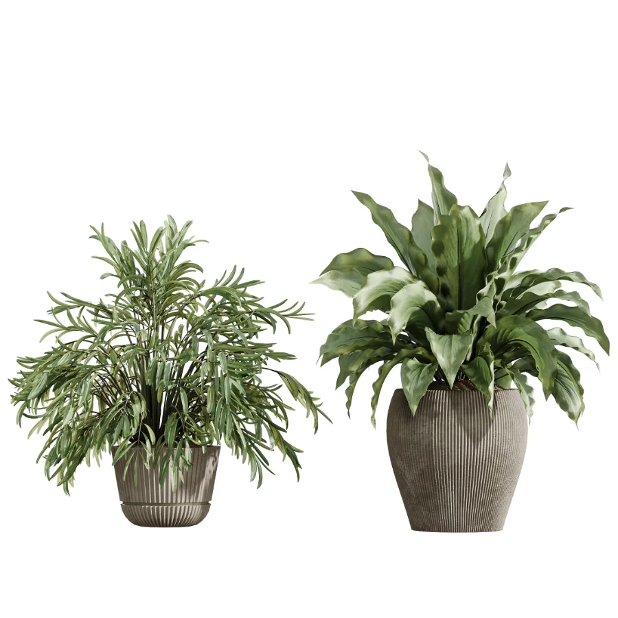 AV Indoor Plants Set 475 Spathiphyllum Wallisi and Chemlali Olive and Dracaena Cane Dragon and Ficus Cyathistipula and Areca Palm Image 2