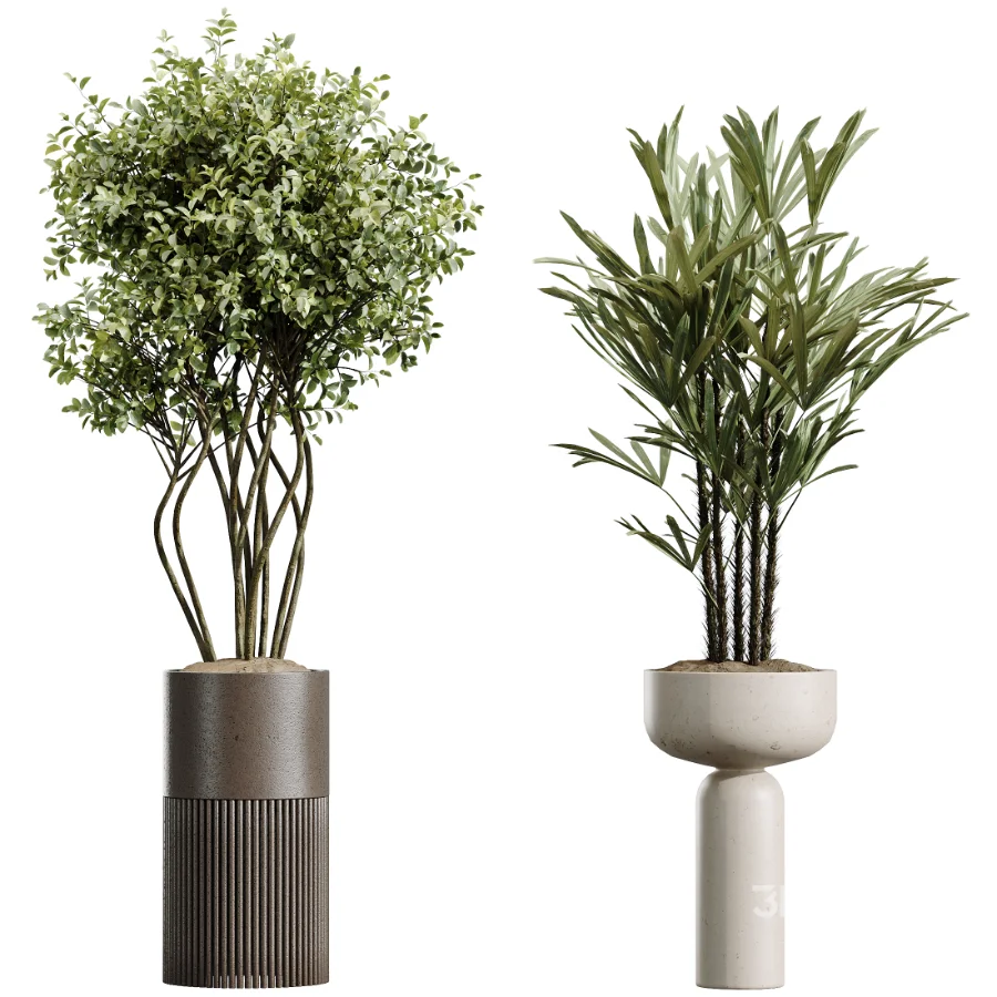 AV Indoor Plants Set 488 Olive Eucalyptus and Lady Palm and Giant Monstera and Orange Calamondin Tree Image 7