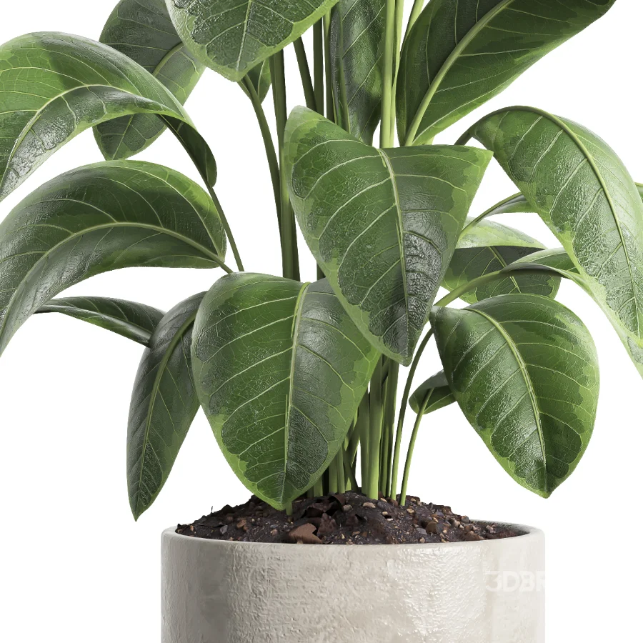 indoor plant 063 Image 3