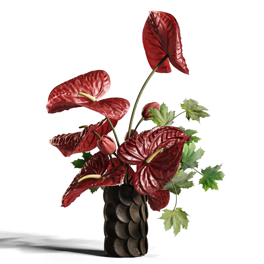 Burgundy Anthurium Arrangement 60 Image 1