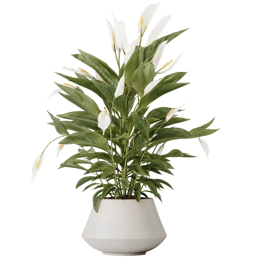 AV Indoor Plants Set 476 Yucca Elephantipes and Olive Tree and Zamioculcas Zamiifolia and Peace Lily Image 4