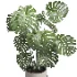 Monstera indoor plant 070 - Thumbnail 1