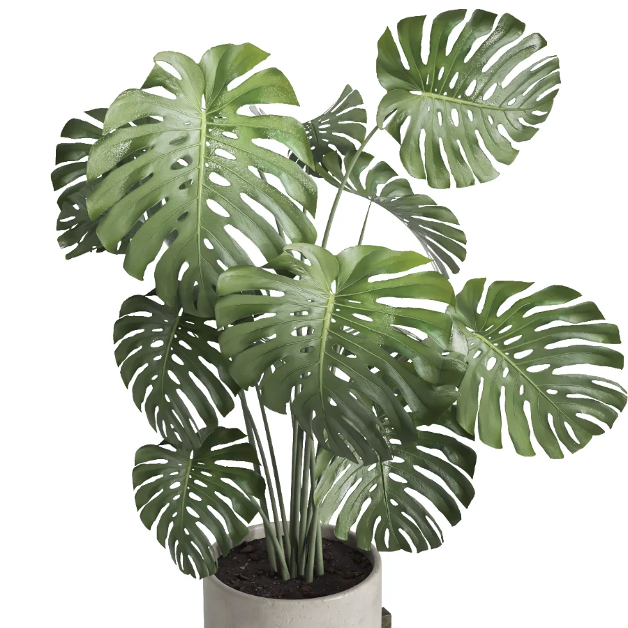 Monstera indoor plant 070 Image 1
