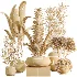AV Indoor Plants Set 483 Zamiifolia Olive ParadiseBird Orange Tree - Thumbnail 9