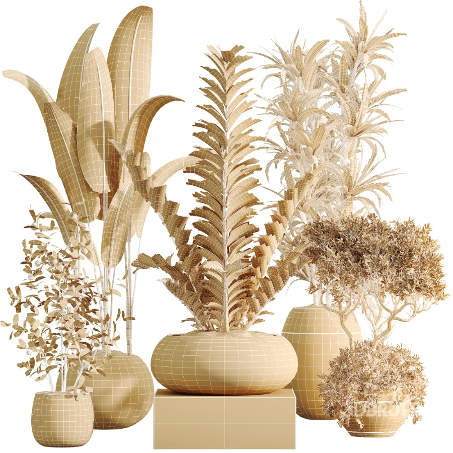 AV Indoor Plants Set 483 Zamiifolia Olive ParadiseBird Orange Tree Image 9
