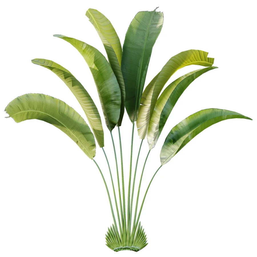 AV Plant Strelitzia Nicolai Palm Bush 01 Image 2