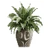 AV Indoor Plants Set 475 Spathiphyllum Wallisi and Chemlali Olive and Dracaena Cane Dragon and Ficus Cyathistipula and Areca Palm - Thumbnail 4