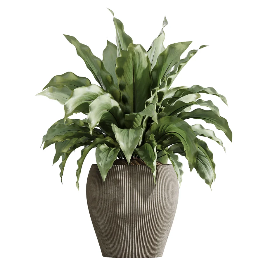 AV Indoor Plants Set 475 Spathiphyllum Wallisi and Chemlali Olive and Dracaena Cane Dragon and Ficus Cyathistipula and Areca Palm Image 4