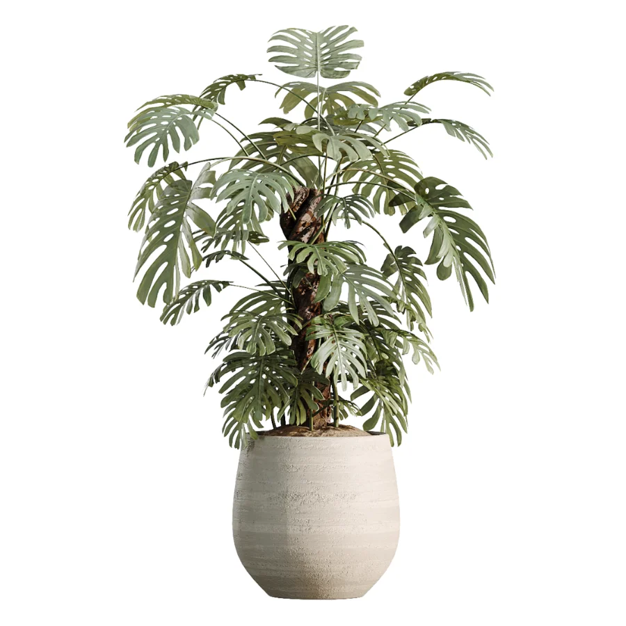 AV Indoor Plants Set 477 Elegant Monstera and Peace Lily and Chemlali Olive and Euphorbia Drupifera and Cat Reed Palm Image 3