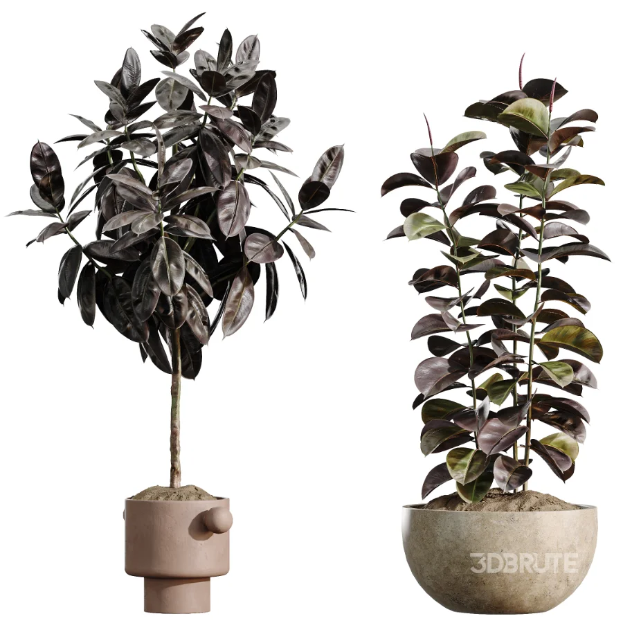 AV Indoor Plants Set 486 Rubber Ficus Elastica Abidjan Melany Image 6