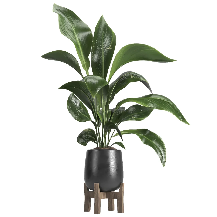 indoor plant 054 Image 2