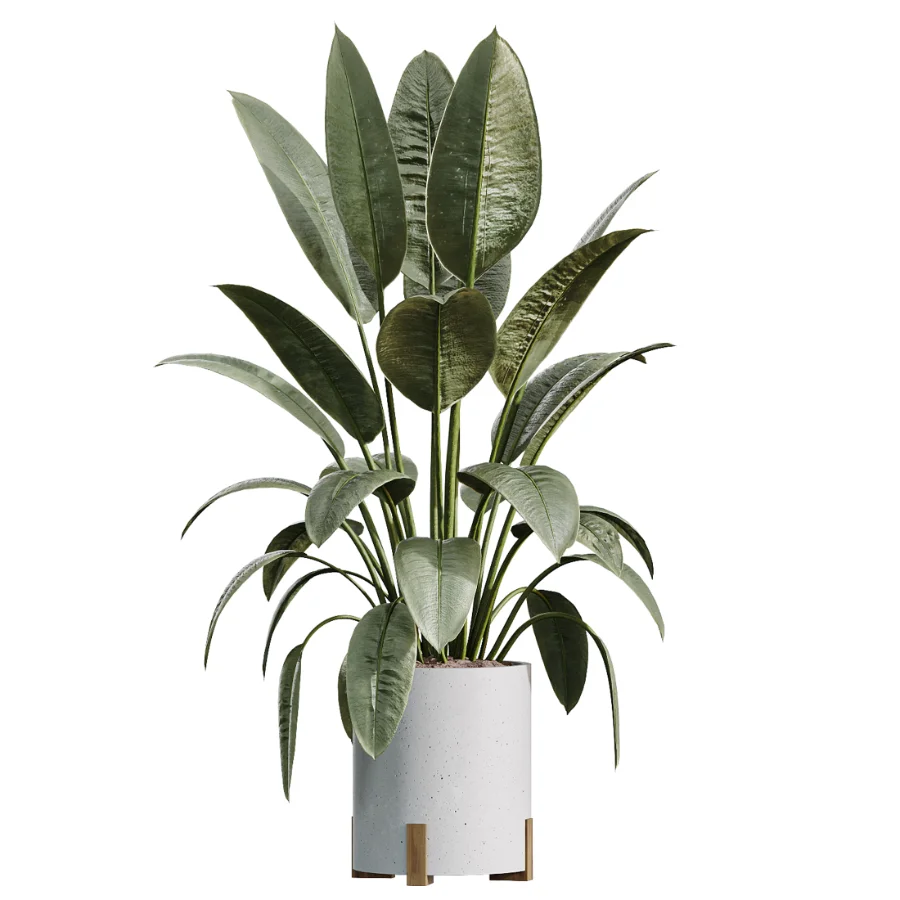 AV Indoor Plants Set 524 Pachira Ficus Dracaena Cactus Image 4