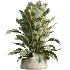 AV Indoor Plants Set 480 Olive Palm ParadiseBird Yucca - Thumbnail 5