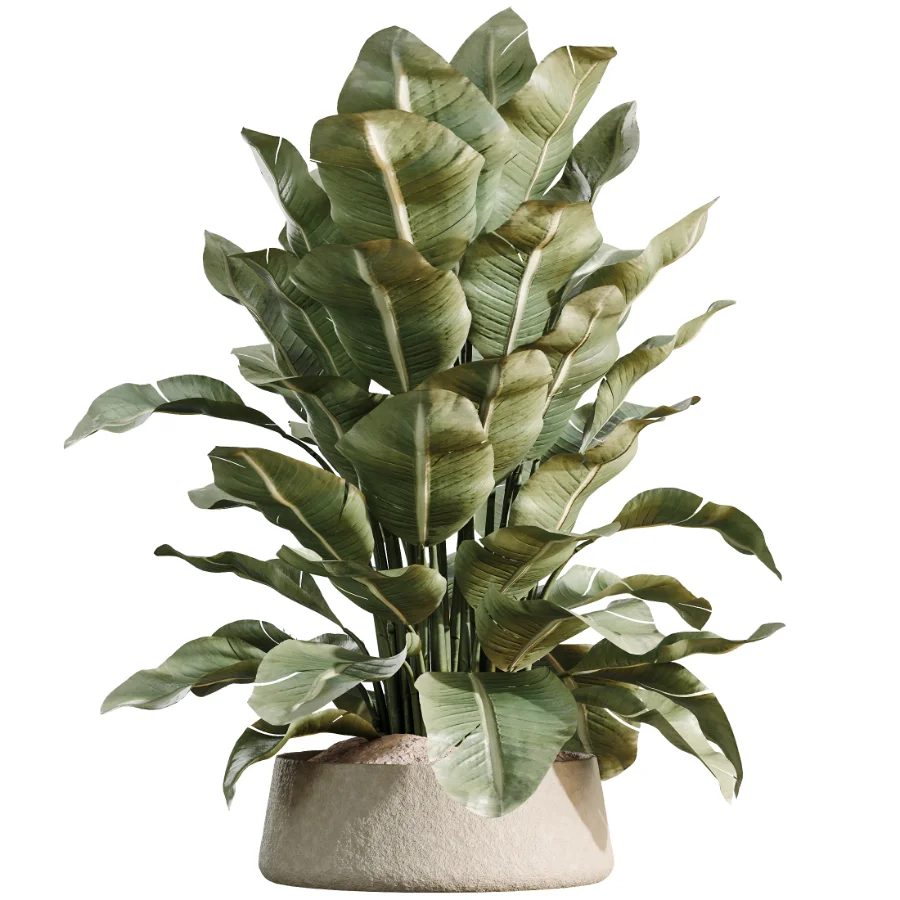 AV Indoor Plants Set 480 Olive Palm ParadiseBird Yucca Image 5