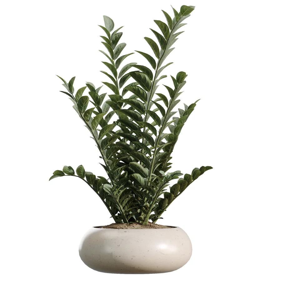 AV Indoor Plants Set 483 Zamiifolia Olive ParadiseBird Orange Tree Image 4