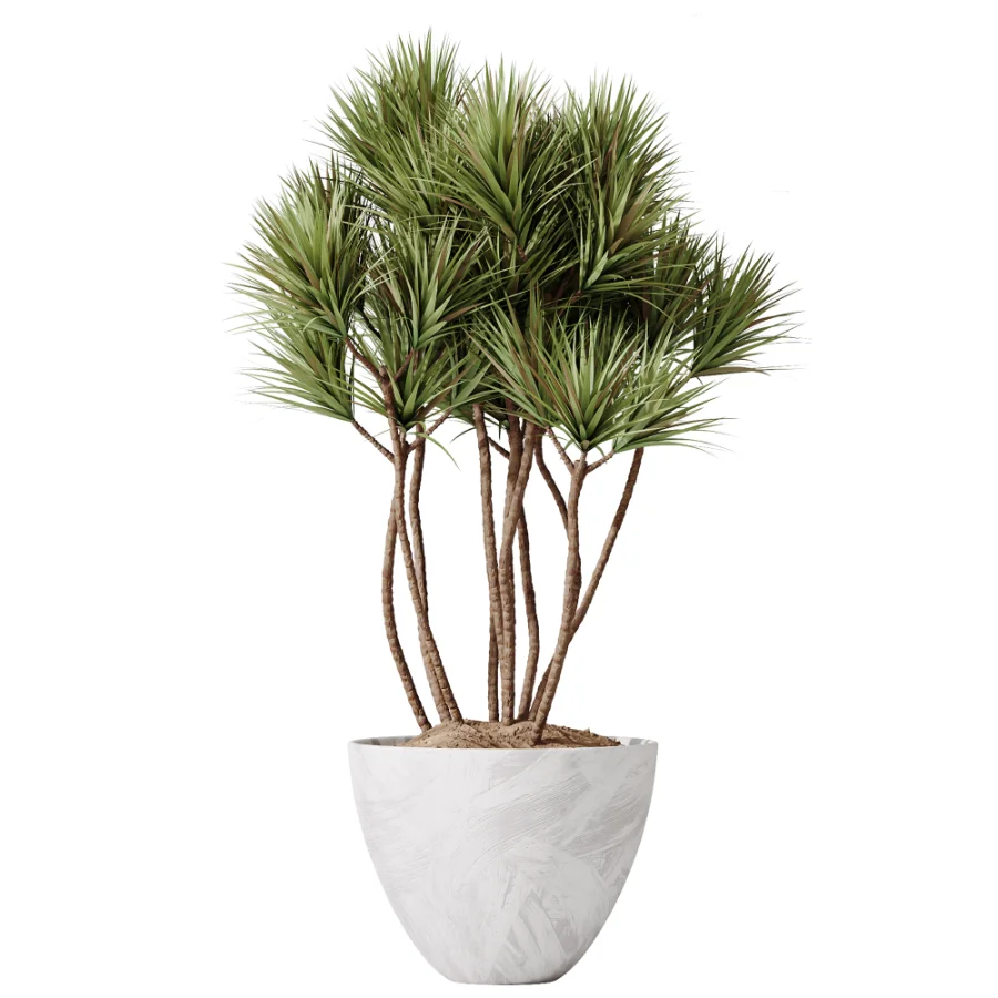 AV Indoor Plants Set 485 Ficus Elastica and Olive Eucalyptus and Yucca Elephantipes and Schefflera Arboricola and Bird Of ParadiseBird Image 3