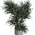 indoor plant 045 - Thumbnail 2