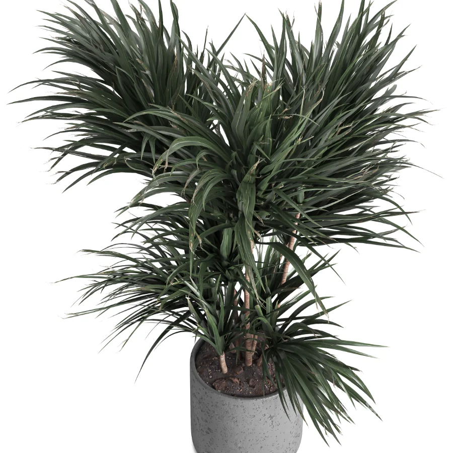 indoor plant 045 Image 2
