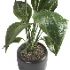 indoor plant 051 - Thumbnail 4