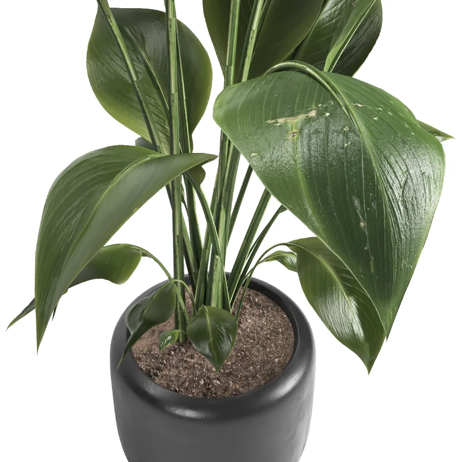 indoor plant 051 Image 4