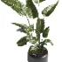 indoor plant 061 - Thumbnail 3