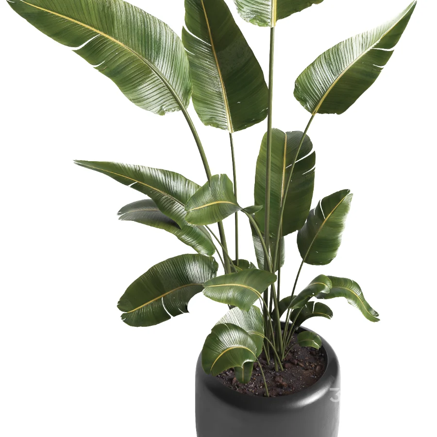 indoor plant 061 Image 3