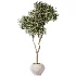 AV Indoor Plants Set 473 Spineless Yucca and Calathea Lutea and Snake Sansevieria and Olive Indoor Tree - Thumbnail 3