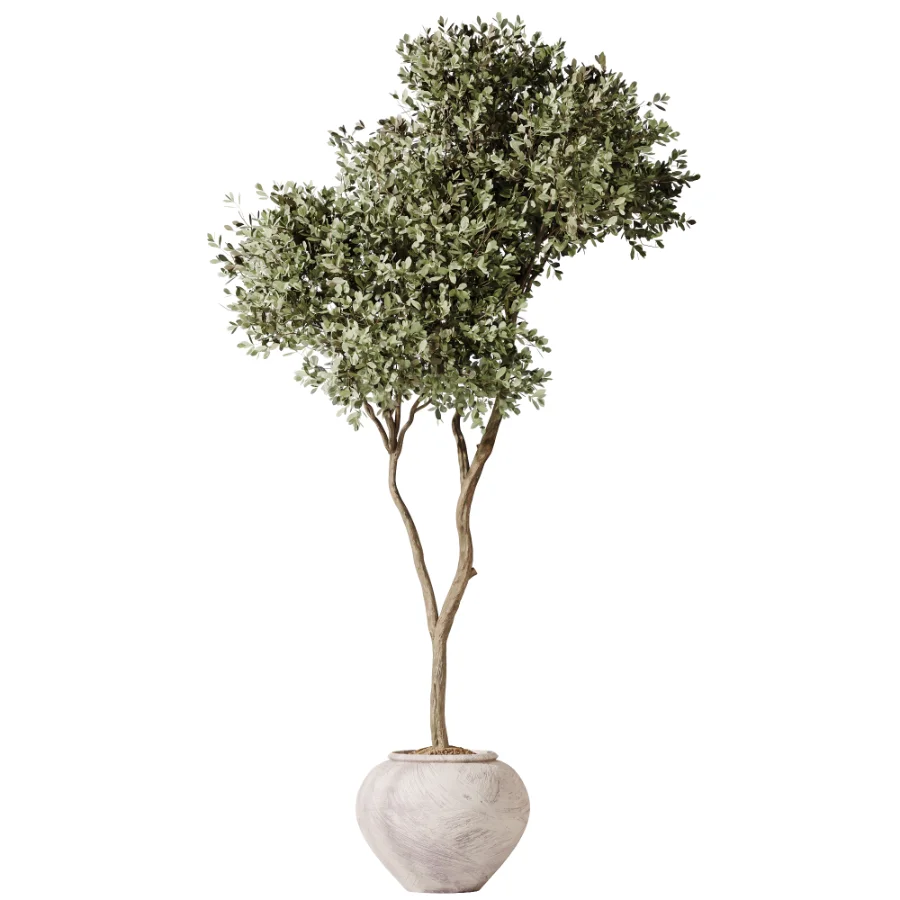 AV Indoor Plants Set 473 Spineless Yucca and Calathea Lutea and Snake Sansevieria and Olive Indoor Tree Image 3