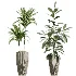 AV Indoor Plants Set 475 Spathiphyllum Wallisi and Chemlali Olive and Dracaena Cane Dragon and Ficus Cyathistipula and Areca Palm - Thumbnail 6
