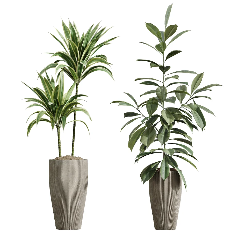 AV Indoor Plants Set 475 Spathiphyllum Wallisi and Chemlali Olive and Dracaena Cane Dragon and Ficus Cyathistipula and Areca Palm Image 6