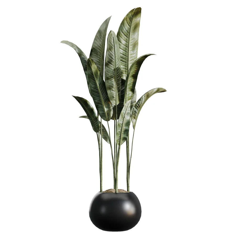 AV Indoor Plants Set 483 Zamiifolia Olive ParadiseBird Orange Tree Image 3