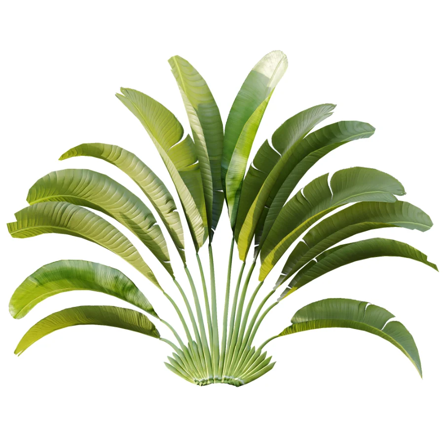 AV Plant Strelitzia Nicolai Palm Bush 01 Image 1