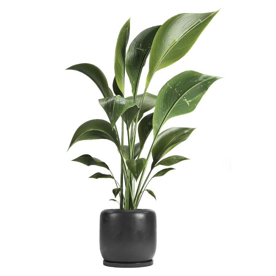 indoor plant 051 Image 2