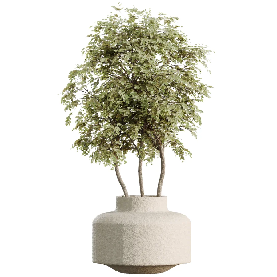 AV Indoor Plants Set 480 Olive Palm ParadiseBird Yucca Image 4