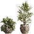 AV Indoor Plants Set 474 Areca Palm and Chemlali Olive and Ravenala Banana and Dracaena Lime Cane and Ficus Cyathistipula - Thumbnail 8