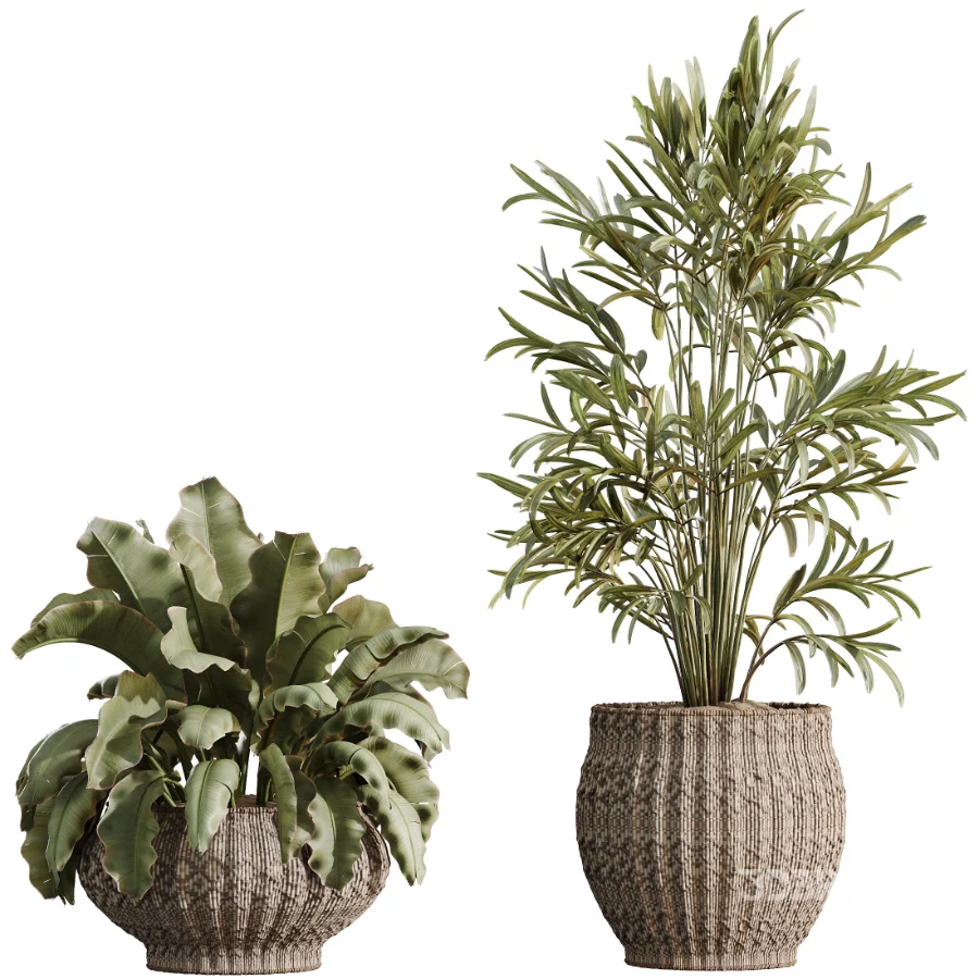 AV Indoor Plants Set 474 Areca Palm and Chemlali Olive and Ravenala Banana and Dracaena Lime Cane and Ficus Cyathistipula Image 8