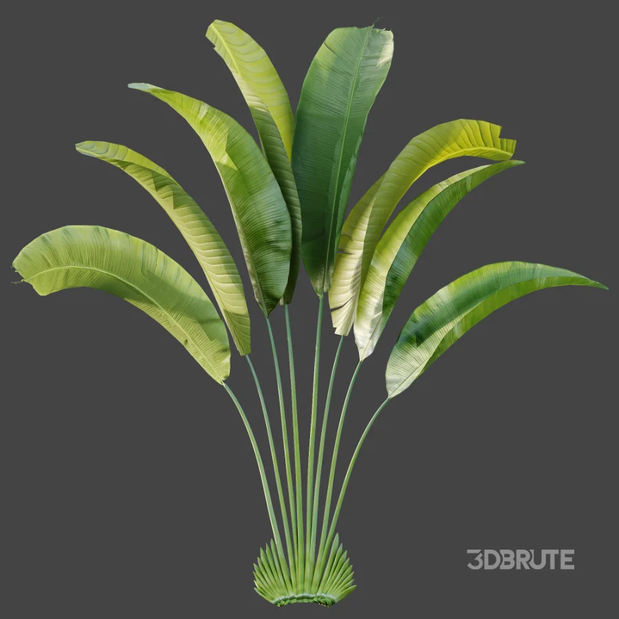 AV Plant Strelitzia Nicolai Palm Bush 01 Image 4