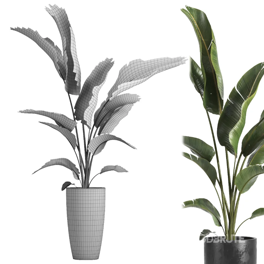 indoor plant 071 Image 4