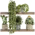 Indoor_plants_on_shelf - Thumbnail 5