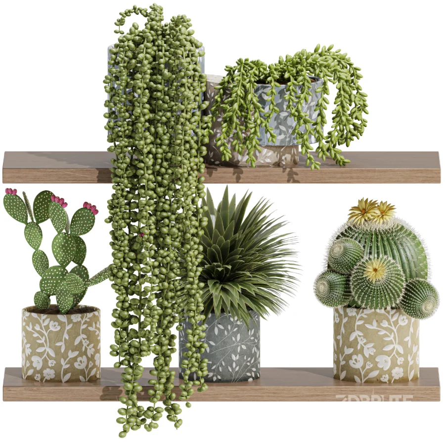 Indoor_plants_on_shelf Image 5