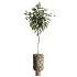 AV Indoor Plants Set 474 Areca Palm and Chemlali Olive and Ravenala Banana and Dracaena Lime Cane and Ficus Cyathistipula - Thumbnail 4