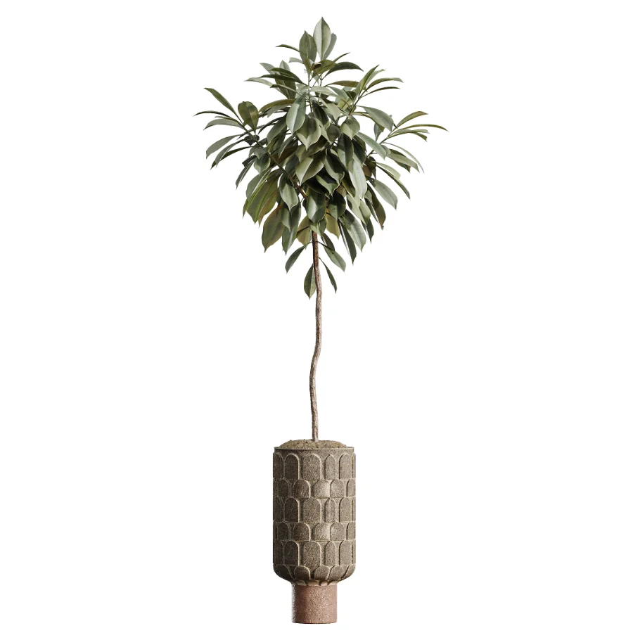 AV Indoor Plants Set 474 Areca Palm and Chemlali Olive and Ravenala Banana and Dracaena Lime Cane and Ficus Cyathistipula Image 4